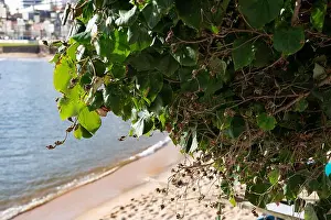 Design Pattern Prints: Green leaves of a plant near the sea. Wild and preserved nature