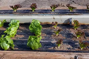 Lettuce Prints: Green lettuce heads growing in raised vegetable beds under warm sunlight