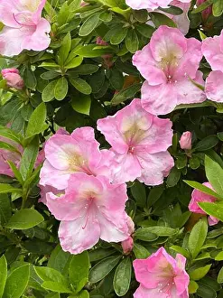 Azalea Prints: Green Living