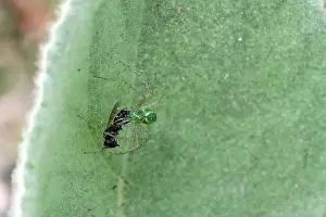 Arachnid Prints: Green Lynx Spider (Peucetia viridans) w/ prey