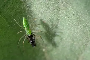 Arachnid Prints: Green Lynx Spider (Peucetia viridans) w/ prey