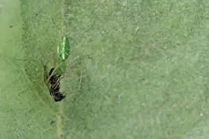 Arachnid Prints: Green Lynx Spider (Peucetia viridans) w/ prey
