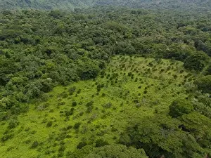 Environment Park Prints: Green meadow landscape in jungle background aerial drone view