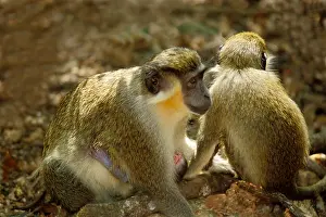 Meet Prints: Green monkey