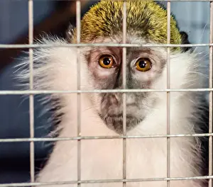 Arboreal Prints: green monkey looks sadly through the cage lattice