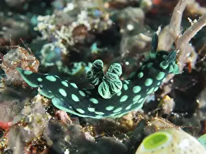 Gastropods Prints: Green neon star snail (Nembrotha cristata) with dots on a coral reef