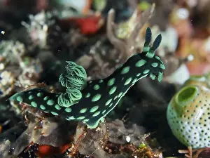Nudibranchia Prints: Green neon star snail (Nembrotha cristata) in the reef