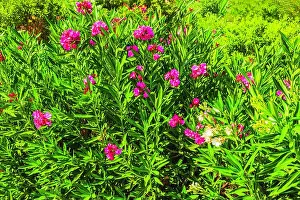 Oleander Prints: Green oleander bush with vibrant pink flowers in sunny garden. Greece