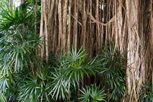 Resorts Prints: Green plants