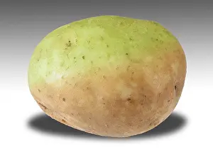 Green Potato Containing Toxic Compounds
