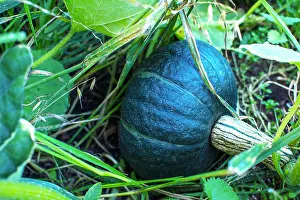Thanksgiving Prints: Green pumpkin growing in garden