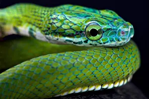 Rat Snake Prints: Green ratsnake (Rhadinophis prasinum)