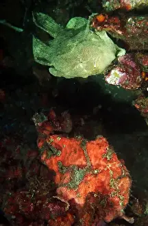 Two Animals Prints: A green and red giant frogfish (Antennarius commerson), Puerto Galera, Philippines