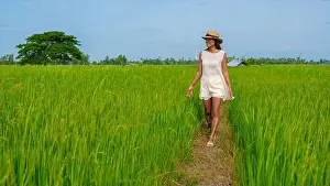 Green rice paddy fields in Central Thailand Suphanburi region