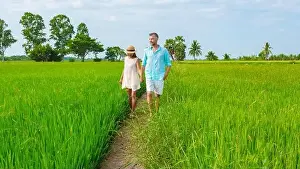 Rice Field Prints: Green rice paddy fields in Central Thailand Suphanburi region
