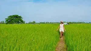 Green rice paddy fields in Central Thailand Suphanburi region