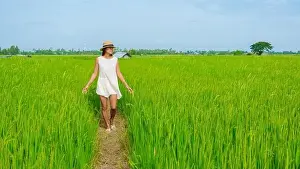 Rice Field Prints: Green rice paddy fields in Central Thailand Suphanburi region
