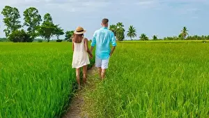Rice Field Prints: Green rice paddy fields in Central Thailand Suphanburi region