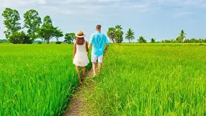 Green rice paddy fields in Central Thailand Suphanburi region