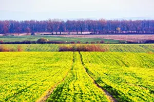 Green rows of young wheat on moravian agriculture field in spring time, Czech republic