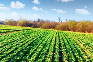 Green rows of young wheat on moravian agriculture field in spring time. Small chapel on background. Czech republic