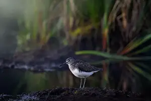 Svalbard Prints: Green Sandpiper, Tringa ochropus