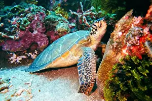 Green Turtle Prints: Green sea turtle, Chelonia mydas Deep Sea Exploration 2025