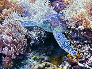 Green Turtle Prints: Green sea turtle, Chelonia mydas Deep Sea Exploration 2025