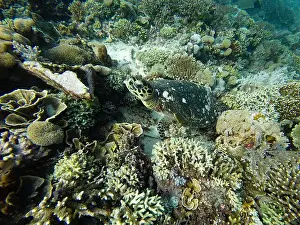 Green Turtle Prints: Green Sea Turtle Chelonia Mydas Resting Underwater on the Coral Reef in Komodo, Indonesia