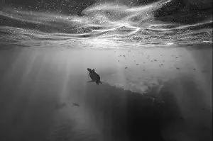 Sunburst Prints: A green sea turtle dives down below the ocean surface into the clear