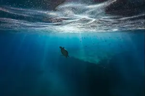 Sunburst Prints: A green sea turtle dives down below the ocean surface into the clear blue