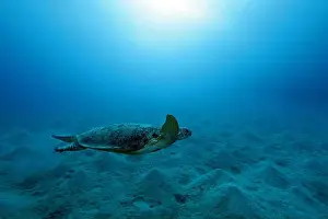 National Reserve Prints: Green Sea Turtle near Marsa Alam, underwater photograph, Red Sea, Egypt