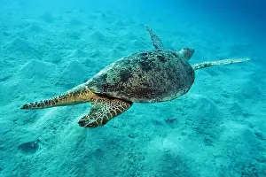 National Reserve Prints: Green Sea Turtle near Marsa Alam, underwater photograph, Red Sea, Egypt