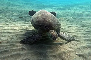National Reserve Prints: Green Sea Turtle near Marsa Alam, underwater photograph, Red Sea, Egypt