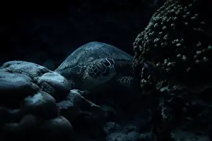 Calm Waters Prints: A green sea turtle rests peacefully on vibrant coral