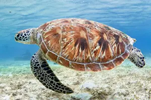 Carapace Prints: A green sea turtle, Solomon Islands