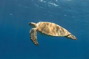 New Caledonia Prints: Green sea turtle swimming in the blue sea underwater