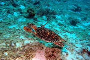Cruising Prints: Green Sea Turtle swimming over coral in the Bonaire Marine Park