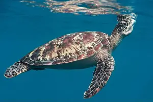 Face To Face Prints: Green sea turtle swims under the water surface and takes a breath, Bali, Indonesia