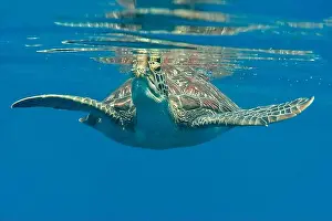 Face To Face Prints: Green sea turtle swims under the water surface and takes a breath, Bali, Indonesia