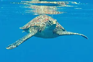 Pacific Islands Prints: Green sea turtle swims under the water after taking breath, Bali, Indonesia