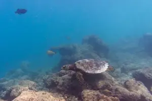 Red Sea Prints: Green sea turtle. Tropical and coral sea wildelife