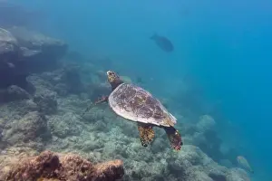 Red Sea Prints: Green sea turtle. Tropical and coral sea wildelife
