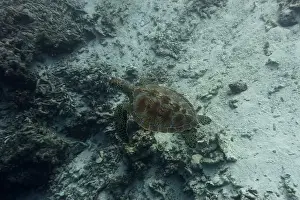 Red Sea Prints: Green sea turtle. Tropical and coral sea wildelife
