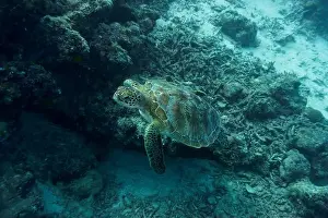 Red Sea Prints: Green sea turtle. Tropical and coral sea wildelife