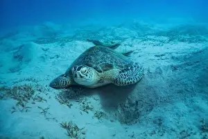 Sea Reptile Prints: Green sea turtle with white suckerfish in Red Sea near Marsa Alam, Egypt