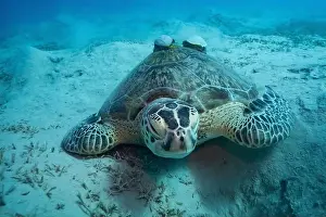 Sea Reptile Prints: Green sea turtle with white suckerfish in Red Sea near Marsa Alam, Egypt