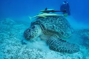 Sea Reptile Prints: Green sea turtle with white suckerfish in Red Sea near Marsa Alam, Egypt