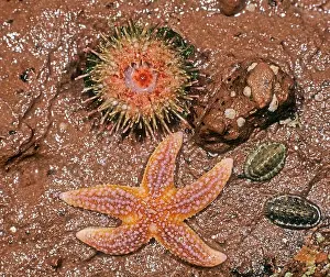 Sea Star Prints: Green Sea Urchin (Psammechinus miliaris)