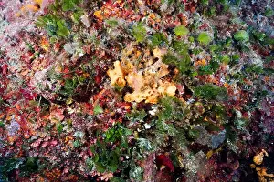 Sponges Prints: Green seaweed, Flabellia petiolata
